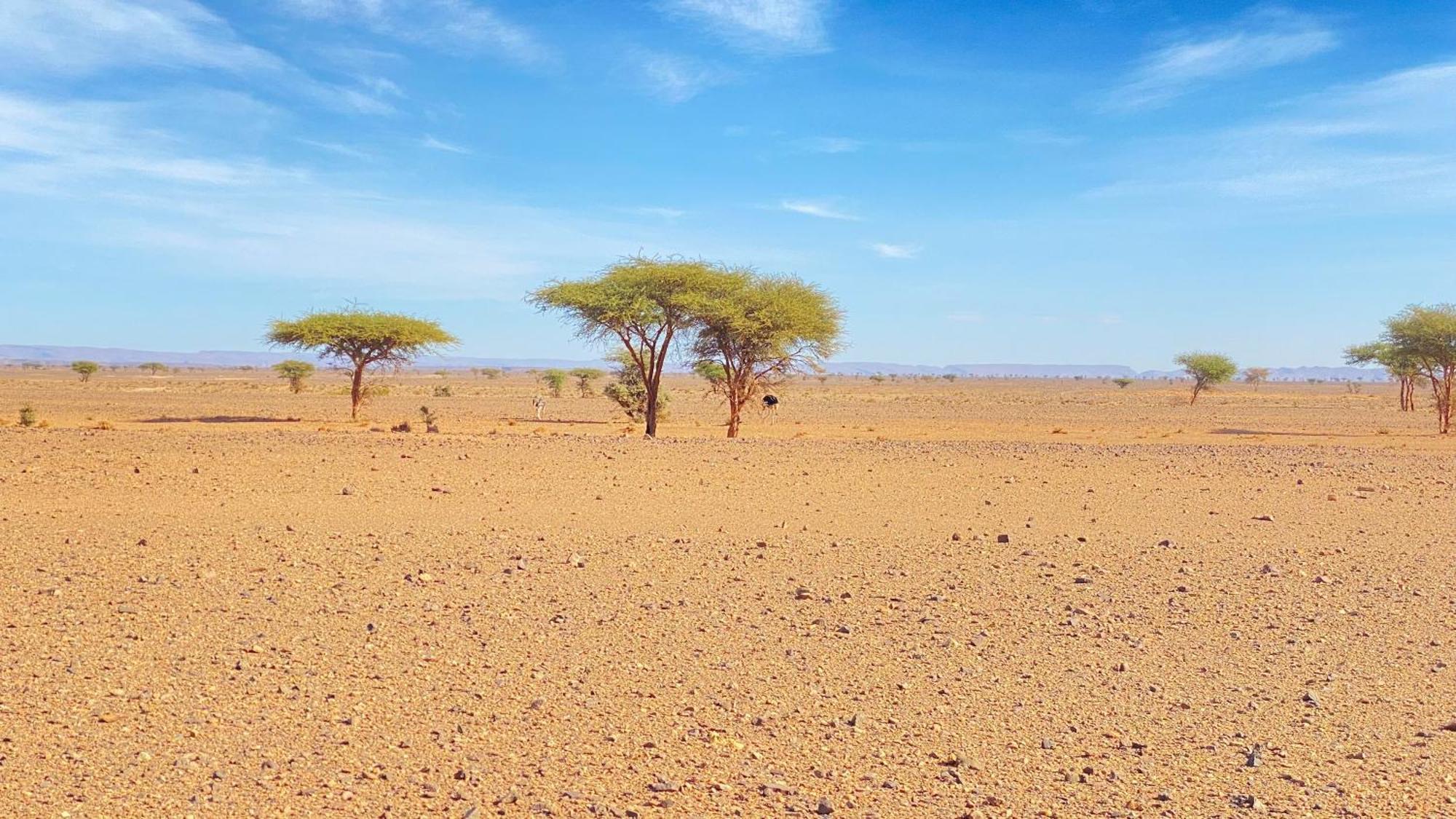 Atta Desert Camp El Gouera Экстерьер фото